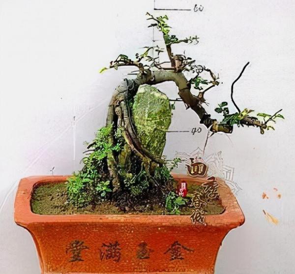 這種樹價格超“便宜”，“有錢人”卻最愛養，旺運養人寓意好