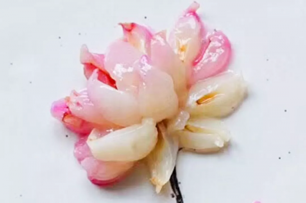 美麗的早餐食譜:荷花蜻蜓圖,搭配香腸雞蛋南瓜沙拉 美麗的早餐食譜:荷花蜻蜓圖,搭配香腸雞蛋南瓜沙拉