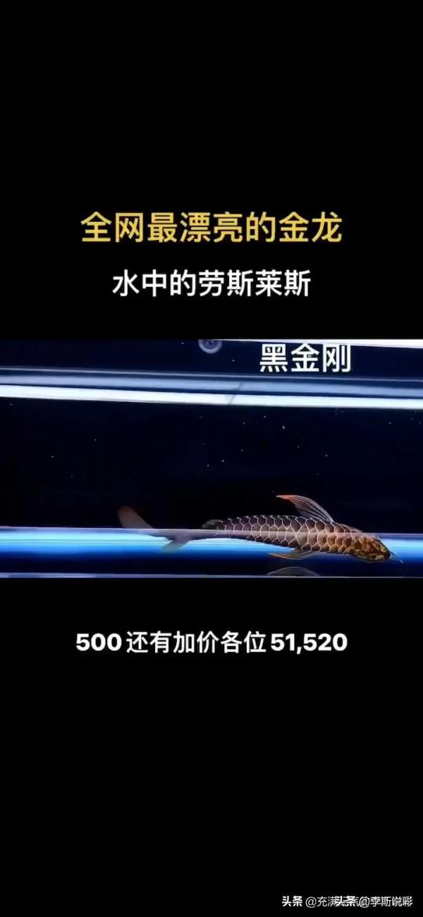 值800萬～這是魚中的“勞斯萊斯”……