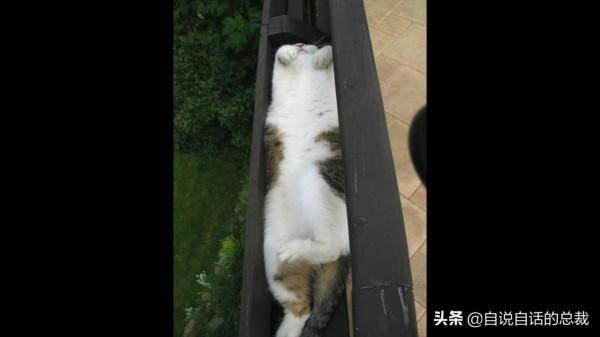 液體貓咪之謎：為什麼說貓都是液體？這竟然是被證明過的科學結論