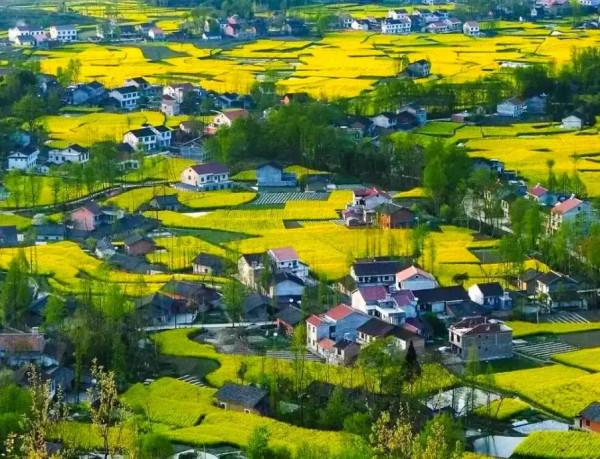 分享：油菜花海，芳香四溢，景色宜人，令人陶醉