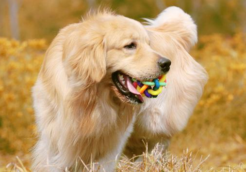 養公金毛犬的好處，一目瞭然