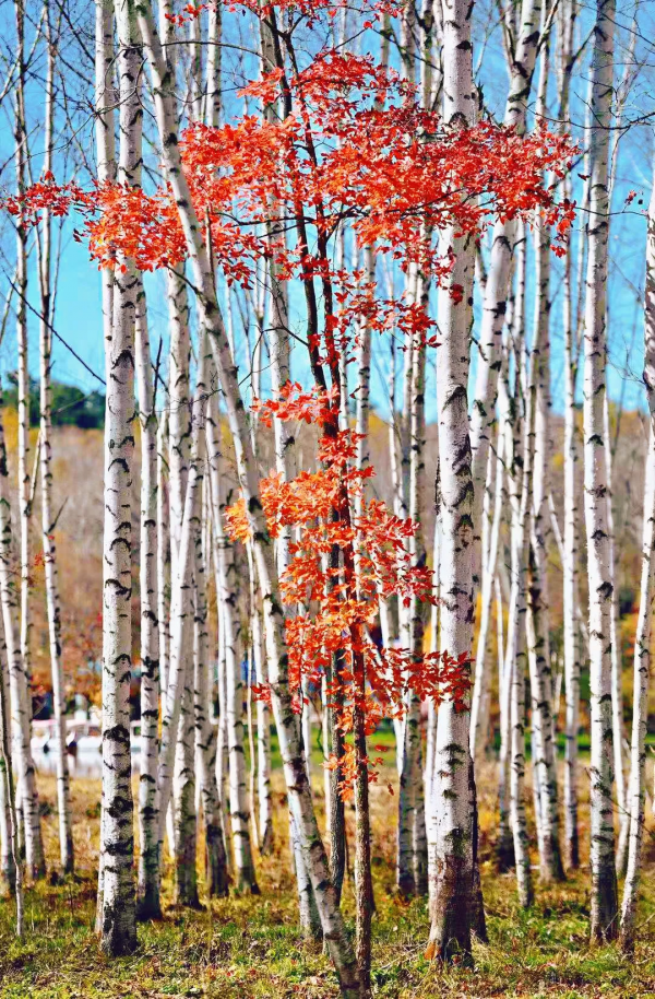自帶濾鏡！最浪漫的秋天非她莫屬！