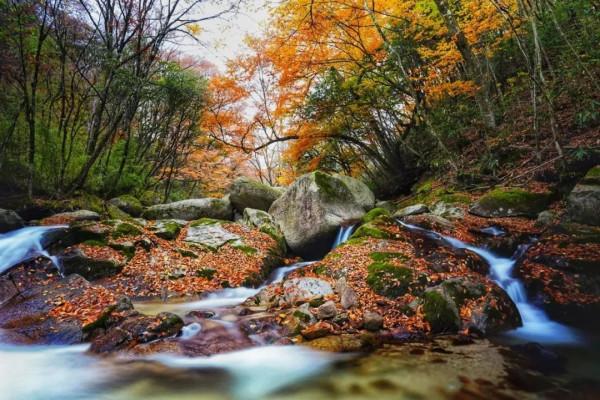 彩林之秋 | 觀山觀水觀紅葉,來旺蒼尋“醉”美秋色~ 彩林之秋 | 觀山觀水觀紅葉,來旺蒼尋“醉”美秋色~