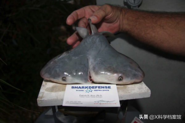 印度母牛生出雙頭小牛，主人用奶瓶喂，一個嘴巴吸奶另一個也在動