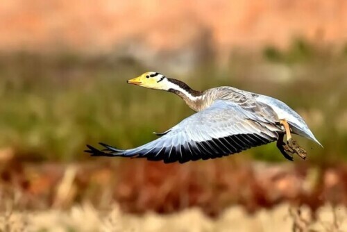 路上偶遇東北虎是什麼體驗？網友：大腦斧能有什麼壞心思呢