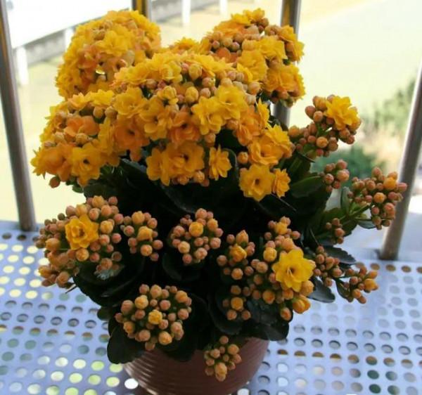 10大“吉祥花”,寓意深遠,好看又大氣,轉運又旺家 10大“吉祥花”,寓意深遠,好看又大氣,轉運又旺家