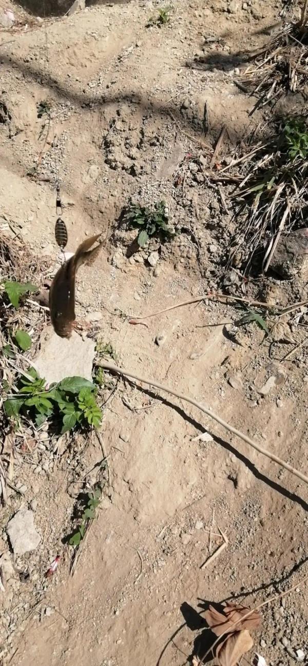 今天總算釣到魚了 今天總算釣到魚了