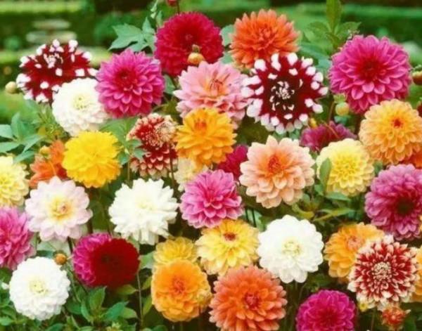 家裡養上這4種花,高貴優雅,看了就讓人沉醉 家裡養上這4種花,高貴優雅,看了就讓人沉醉