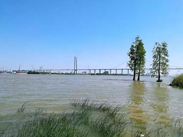 難纏的麥鯪：入珠江30年終成“扛把子”，如今又開始外侵？