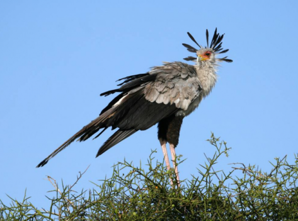兩種不像猛禽的猛禽，一種雍容華貴，一種小巧玲瓏