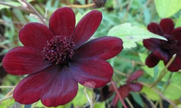 10種最神秘的花,花市裡,總能聽到它的傳說 10種最神秘的花,花市裡,總能聽到它的傳說