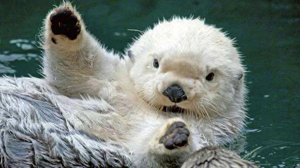 動物們的特殊之處，看看有沒有重新整理你的認知？（第二篇）