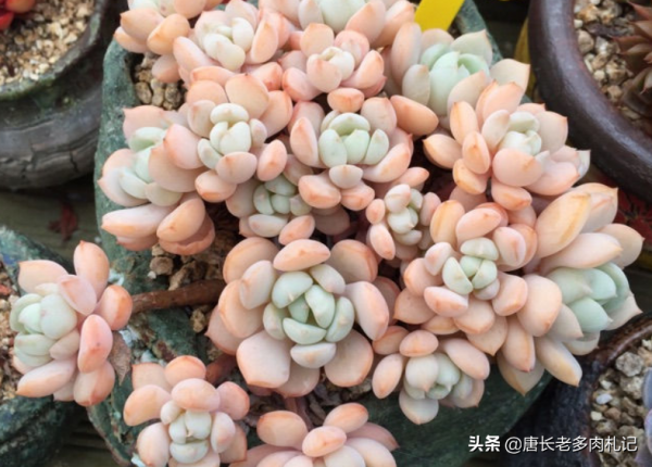 多肉蜜桃格林和香草比斯，二者長得確實挺像，但細看卻有5處不同