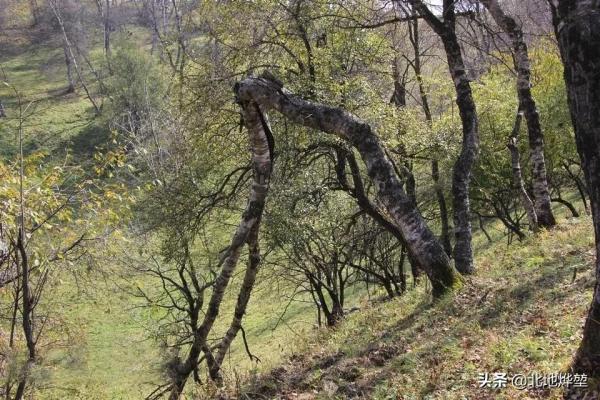 分享一組關山牧場的原生態秋景 分享一組關山牧場的原生態秋景