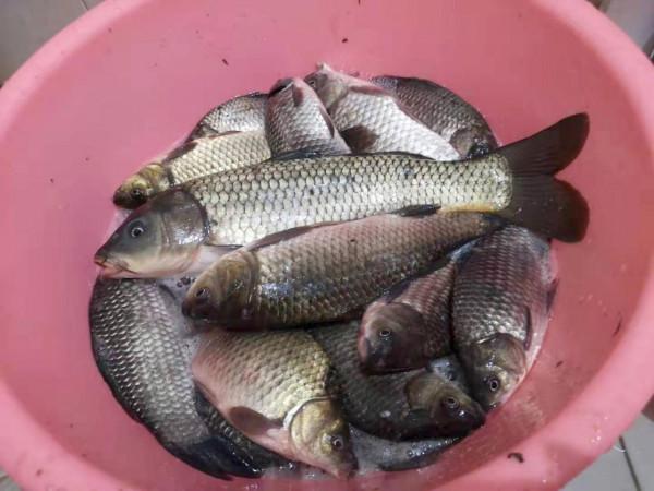 野釣成為高手的標誌:會做窩,一文讀懂做窩的思路 野釣成為高手的標誌:會做窩,一文讀懂做窩的思路