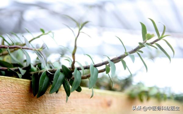 &OpenCurlyDoubleQuote;人間仙草&rdquo;&mdash;&mdash;石斛，不從地裡長，卻附生在樹石之上