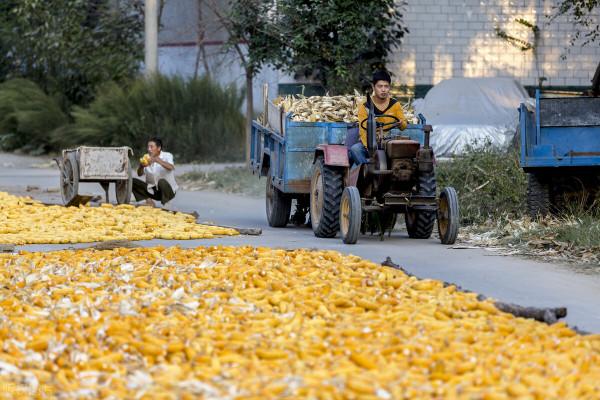 玉米“鋪天蓋地”的掉價，新糧上市要大跌？9月17日全國玉米行情