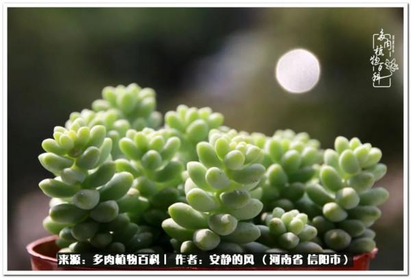 陽臺多肉黨的幸福生活 陽臺多肉黨的幸福生活