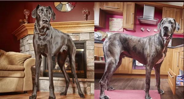 世界上最大的狗是什麼? 世界上最大的狗是什麼?