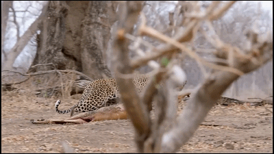 這隻花豹是啃老反面教材！正能量教育意義