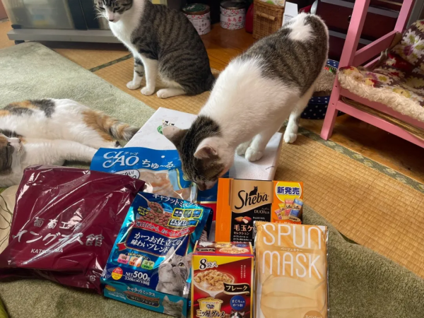 一個人和六隻貓守著一座寺院,吃飯被一群貓環繞會是怎樣的體驗? 一個人和六隻貓守著一座寺院,吃飯被一群貓環繞會是怎樣的體驗?