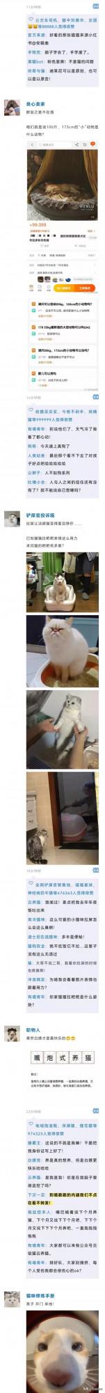 把貓P成玲娜貝兒，有億點點醜…（內附醜圖）