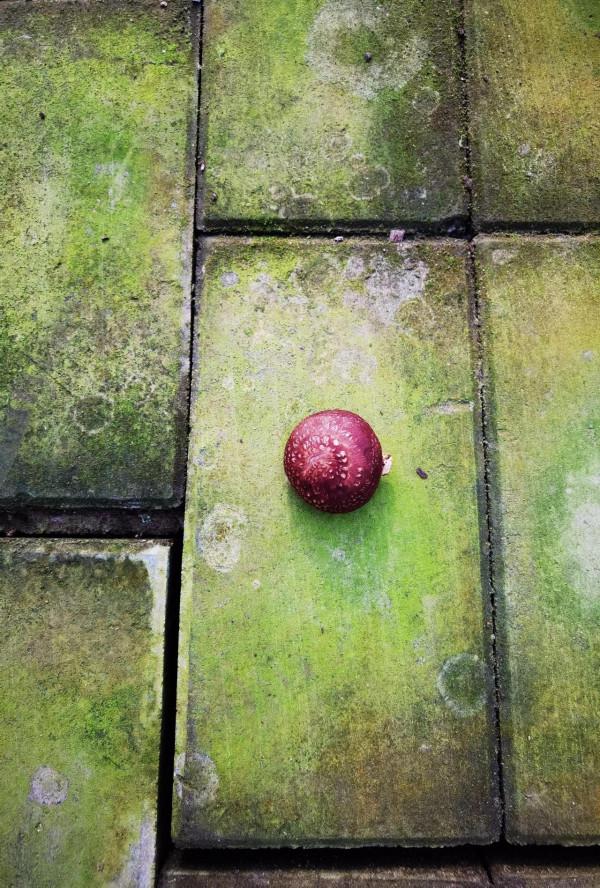 走進京郊蘑菇園 見識各類蘑菇