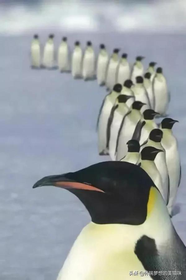 動物界的集體照