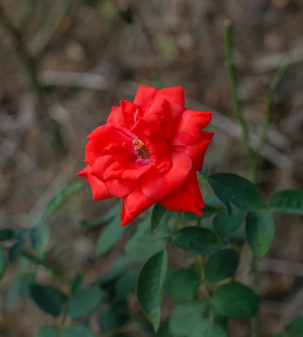 周邊遊｜住進小木屋泡私湯，乘網紅小火車玩彩虹滑道