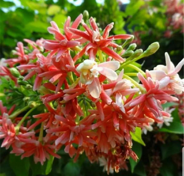 歷險篇:四君子花!狠心爺爺為何讓饞嘴孫子試嘗百草?好吃不記疼 歷險篇:四君子花!狠心爺爺為何讓饞嘴孫子試嘗百草?好吃不記疼