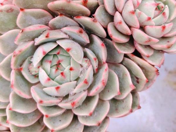 靜夜加大和錦等於苯巴蒂斯，容易上色還不徒長，喜歡多肉別錯過