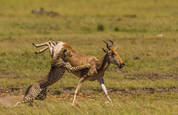 40張罕見的照片:鱷魚咬碎烏龜,鴕鳥在水面飛奔,河馬充當渡輪 40張罕見的照片:鱷魚咬碎烏龜,鴕鳥在水面飛奔,河馬充當渡輪