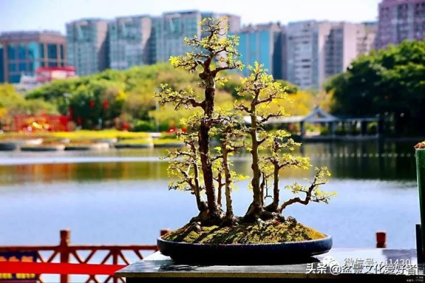 玩盆景,只是玩玩嗎? 玩盆景,只是玩玩嗎?