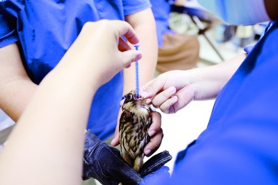 海之角山之巔 守護猛禽向南遷