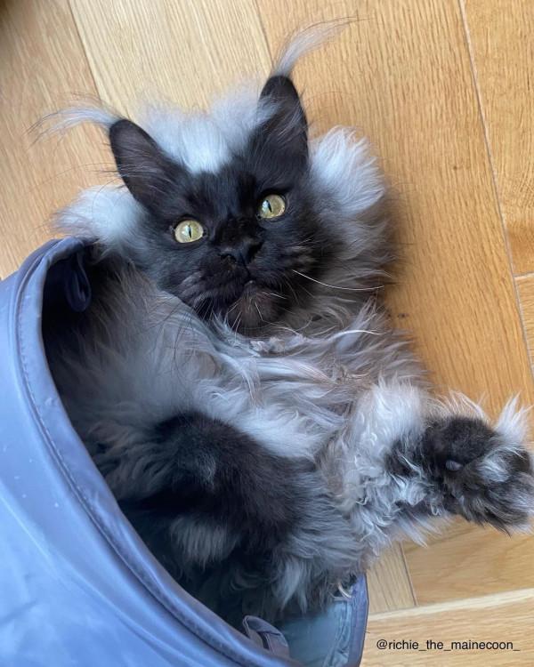 外國妹子養了只猴裡猴氣的緬因喵,這畫風,太大佬了 外國妹子養了只猴裡猴氣的緬因喵,這畫風,太大佬了