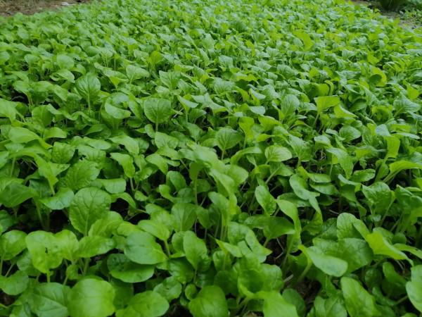 背叛的代價 背叛的代價