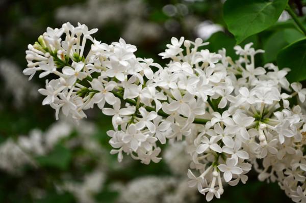 生死相許的對聯，窮書生一片痴情感動富家大小姐