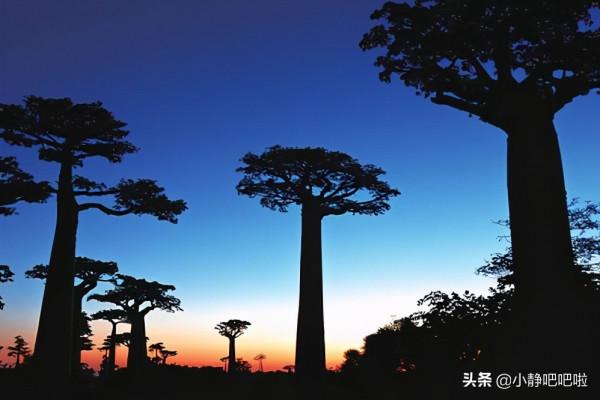 你不知道的20條國家冷知識——“奇妙的”馬達加斯加