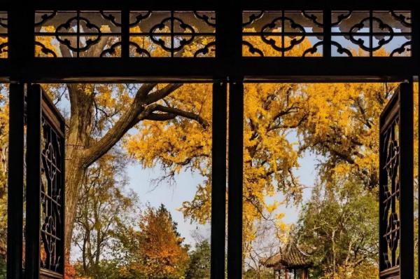 千萬別與秋天的姑蘇比美!楓葉漫山,銀杏紛飛,一步一景美成了詩 千萬別與秋天的姑蘇比美!楓葉漫山,銀杏紛飛,一步一景美成了詩