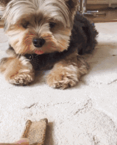 網友排名：5種漂亮的小型犬，你養過嗎？