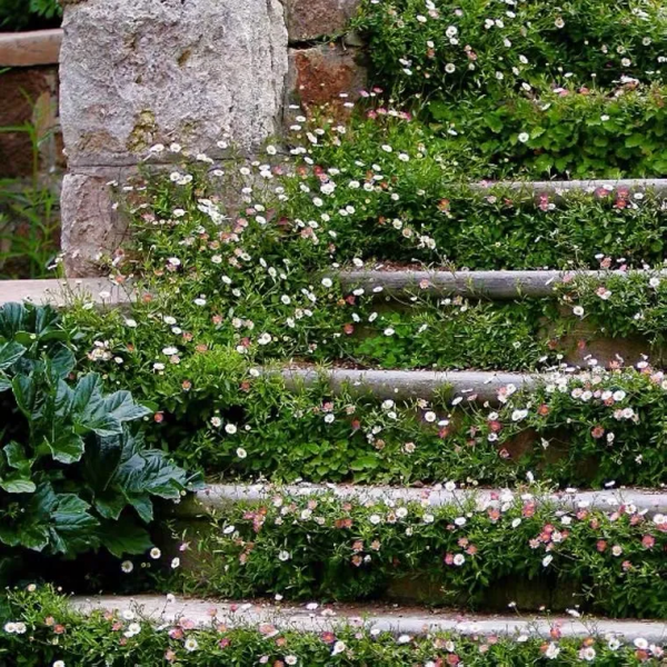 墨西哥飛蓬草,宿根花境裡高顏值、低維護植物 墨西哥飛蓬草,宿根花境裡高顏值、低維護植物