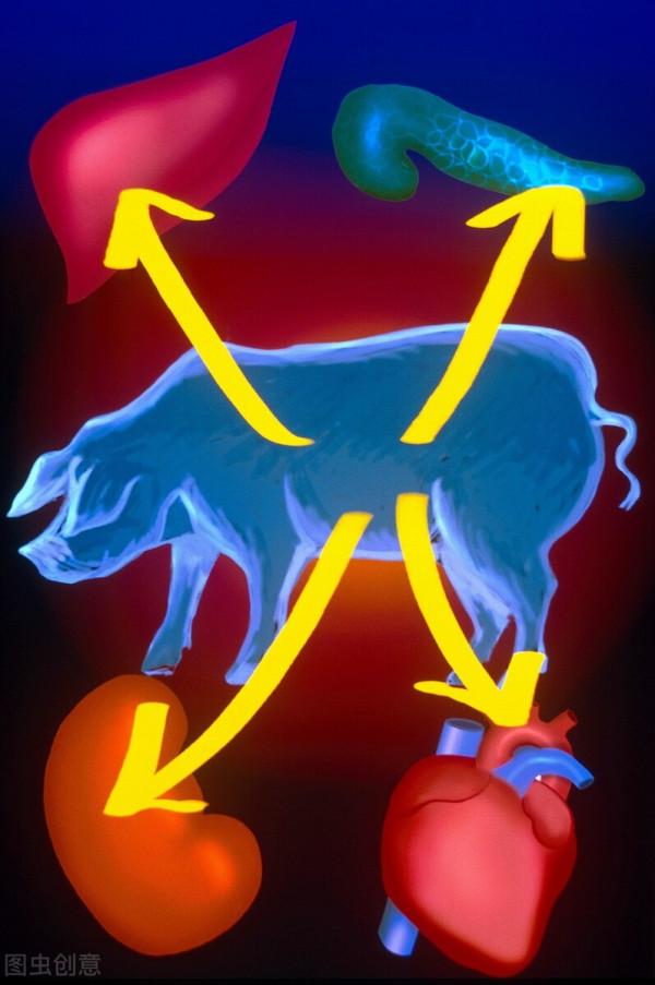 人體器官的更換