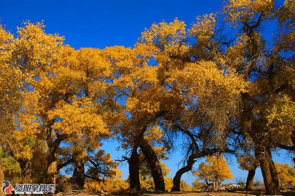 邂逅醉美金秋胡楊林