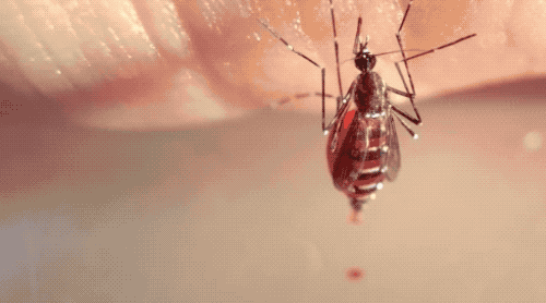 公蚊子首次被發現也愛吸血，不過吸完後結局很慘