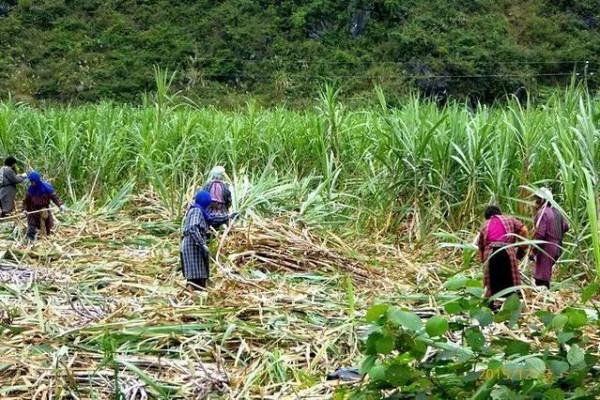 50張照片記錄著最真實的農村生活,這才是我們最深刻的回憶 50張照片記錄著最真實的農村生活,這才是我們最深刻的回憶