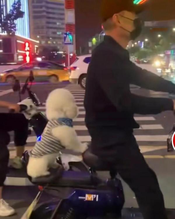男子騎電動車帶寵物狗