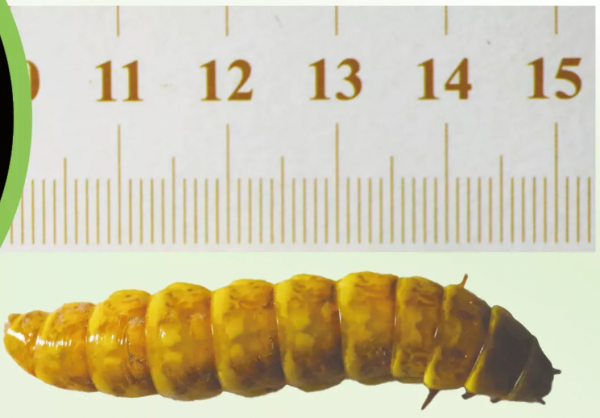 30身長5cm,全身30餘個發光點!你見過會“舞火龍”的螢火蟲嗎? 30身長5cm,全身30餘個發光點!你見過會“舞火龍”的螢火蟲嗎?