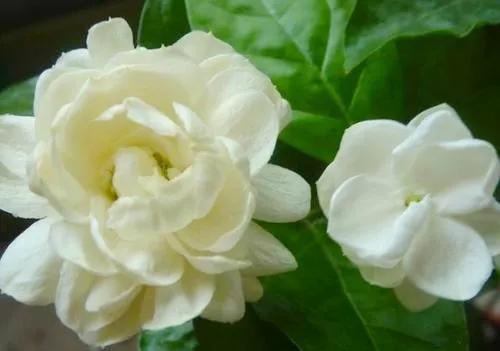 茉莉花中的佼佼者 虎頭茉莉