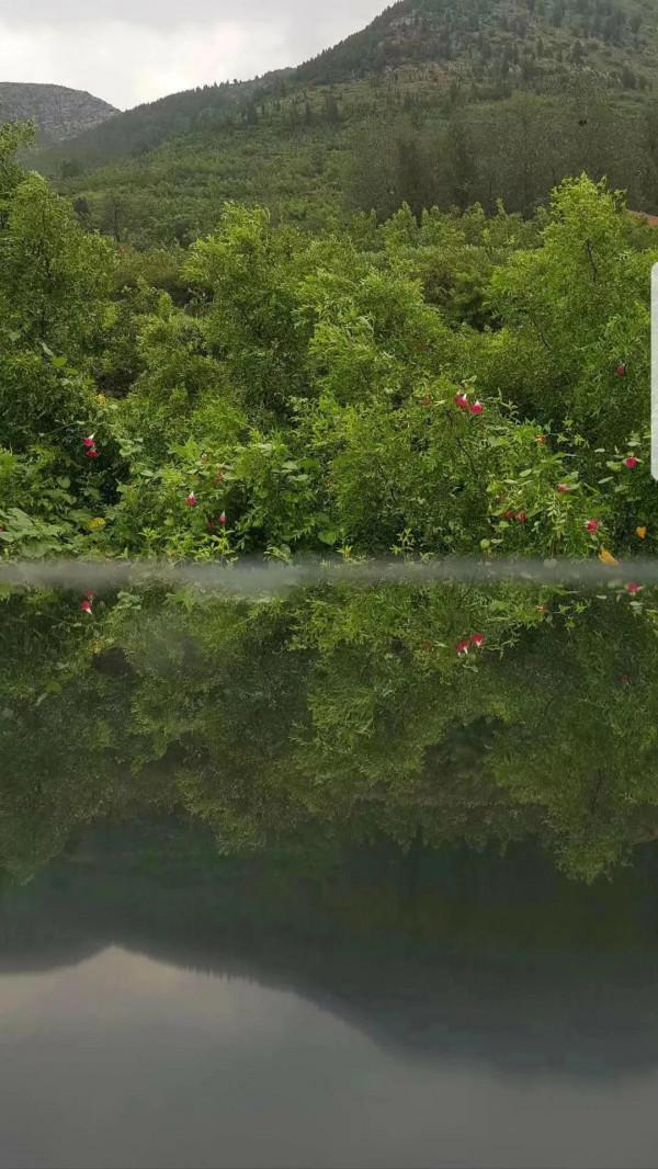 亮甲坡上牽牛花 亮甲坡上牽牛花